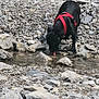 dog, black_dog, red_harness, drinking, water, stream, rocks, pebbles, gravel, outdoor, nature, tongue, pet, canine, shore, bank, standing, adventure, portrait, summer