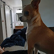 Razz joined the competition — help win amazing prizes! bathroom, bed, blanket, calm, casual, chihuahua, dog, furniture, human_leg, indoor, light_fixture, mirror, pet, plant, potted_plant, resting, small_dog, vanity, white_wall, wooden_furniture