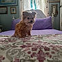 animal, bed, blanket, cozy, curtains, decorations, dog, fluffy, framed_art, furniture, indoor, natural_light, pet, portrait, purple, quilt, room, small_dog, soft_light, window