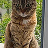 cat, tabby_cat, animal, pet, outdoor, window, greenery, fur, whiskers, ears, eyes, sitting, nature, mammal, portrait, closeup, domestic_cat, looking, feline, cute