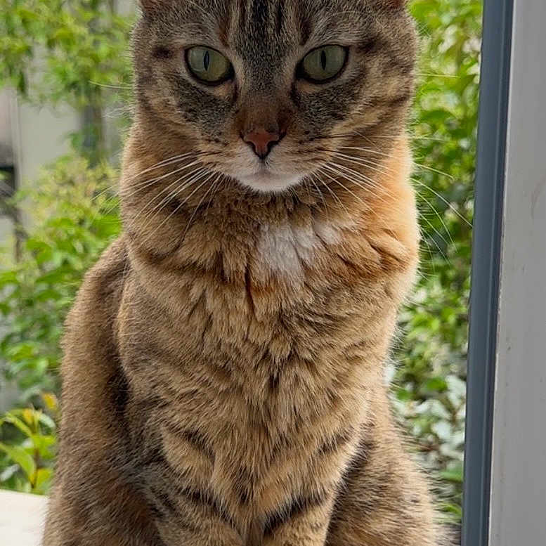 Nala