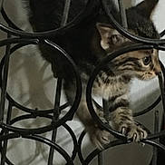 Bitty joined the competition — help win amazing prizes! kitten, cat, metal, wine_rack, curious, climbing, indoor, pet, animal, feline, young, striped, claw, playful, cage_like, black, gray, whiskers, small, exploring