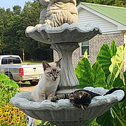 Sandy And Bitty joined the competition — help win amazing prizes! cat, cats, fountain, garden, outdoor, flowerbed, pickup_truck, house, large_leaves, stone_sculpture, pet, kitten, tabby_cat, siamese_like, water, reflection, summer, relaxing, sitting, driveway