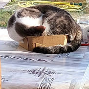 Voyou participe au concours pour gagner de l'argent avec cette photo : cat, cardboard_box, tablecloth, sunlight, indoor, window, garden, hose, greenery, pet, feline, striped, relaxed, curled_up, tail, ears, domestic_animal, cozy, resting, home