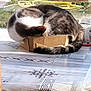 cat, cardboard_box, tablecloth, sunlight, indoor, window, garden, hose, greenery, pet, feline, striped, relaxed, curled_up, tail, ears, domestic_animal, cozy, resting, home