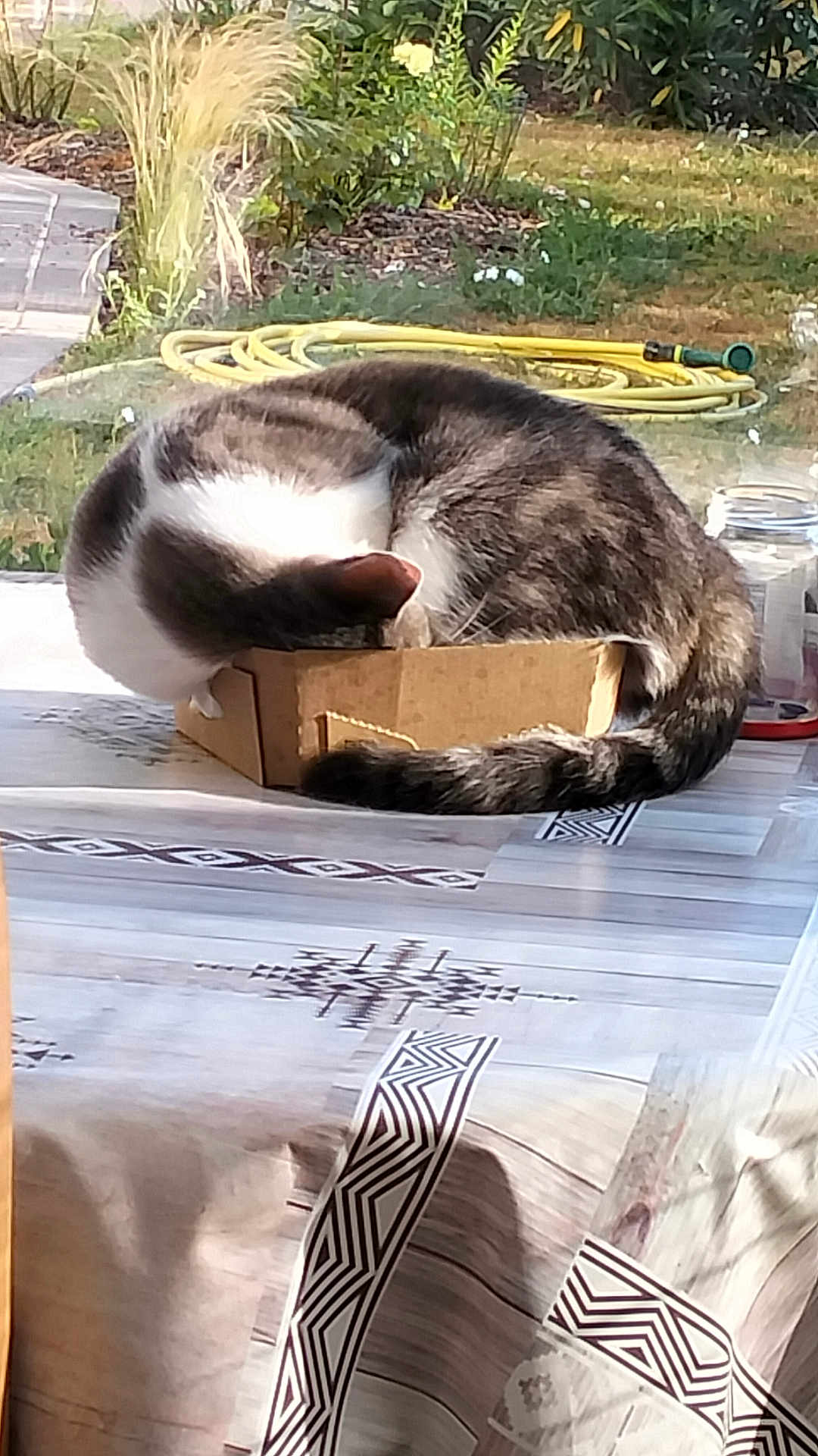 Voyou participe au concours pour gagner de l'argent avec cette photo : cat, cardboard_box, tablecloth, sunlight, indoor, window, garden, hose, greenery, pet, feline, striped, relaxed, curled_up, tail, ears, domestic_animal, cozy, resting, home