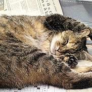 Mémère a rejoint le concours — aidez-le/la à gagner de superbes lots ! cat, tabby, sleeping, fur, paw, table, newspaper, relaxed, domestic_cat, animal, whiskers, ears, resting, pet, close_up, indoor, mammal, cute, cozy, calm