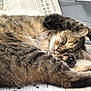 cat, tabby, sleeping, fur, paw, table, newspaper, relaxed, domestic_cat, animal, whiskers, ears, resting, pet, close_up, indoor, mammal, cute, cozy, calm