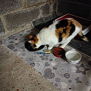 Cookie participe au concours pour gagner de l'argent avec cette photo : cat, calico_cat, eating, food_bowl, water_bowl, floor_mat, stone_wall, indoor, pet, animal, fur, whiskers, tail, quiet, meal, domestic, patterned_mat, container, feeding, resting_place