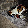 cat, calico_cat, eating, food_bowl, water_bowl, floor_mat, stone_wall, indoor, pet, animal, fur, whiskers, tail, quiet, meal, domestic, patterned_mat, container, feeding, resting_place