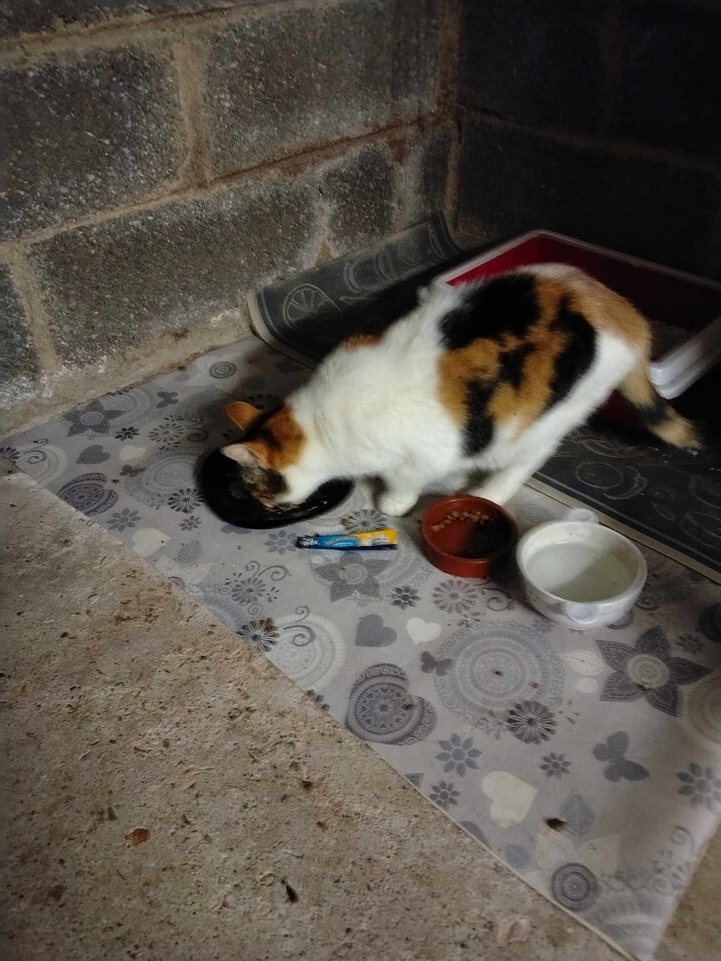 Cookie participe au concours pour gagner de l'argent avec cette photo : cat, calico_cat, eating, food_bowl, water_bowl, floor_mat, stone_wall, indoor, pet, animal, fur, whiskers, tail, quiet, meal, domestic, patterned_mat, container, feeding, resting_place