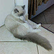 Ange a rejoint le concours — aidez-le/la à gagner de superbes lots ! cat, fluffy, sitting, tile_floor, paw, covering_face, shy, indoor, curtain, doorway, tail, white_paws, feline, pet, animal, resting, home, quiet, cute, cozy