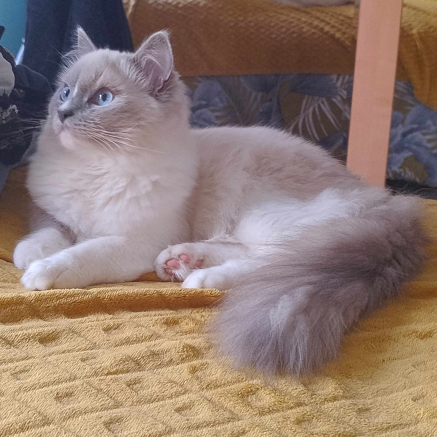 Ange a rejoint le concours — aidez-le/la à gagner de superbes lots ! cat, blue_eyes, fluffy, pet, indoor, yellow_blanket, mirror, reflection, person, phone, cozy, relaxed, fur, paw, tail, bedroom, furniture, casual, resting, gaze