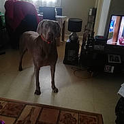 Lasko a rejoint le concours — aidez-le/la à gagner de superbes lots ! dog, indoor, living_room, table, lamp, television, window, floor, chair, curtain, furniture, pet, canine, collar, standing, home, electronics, shadow, light, waiting