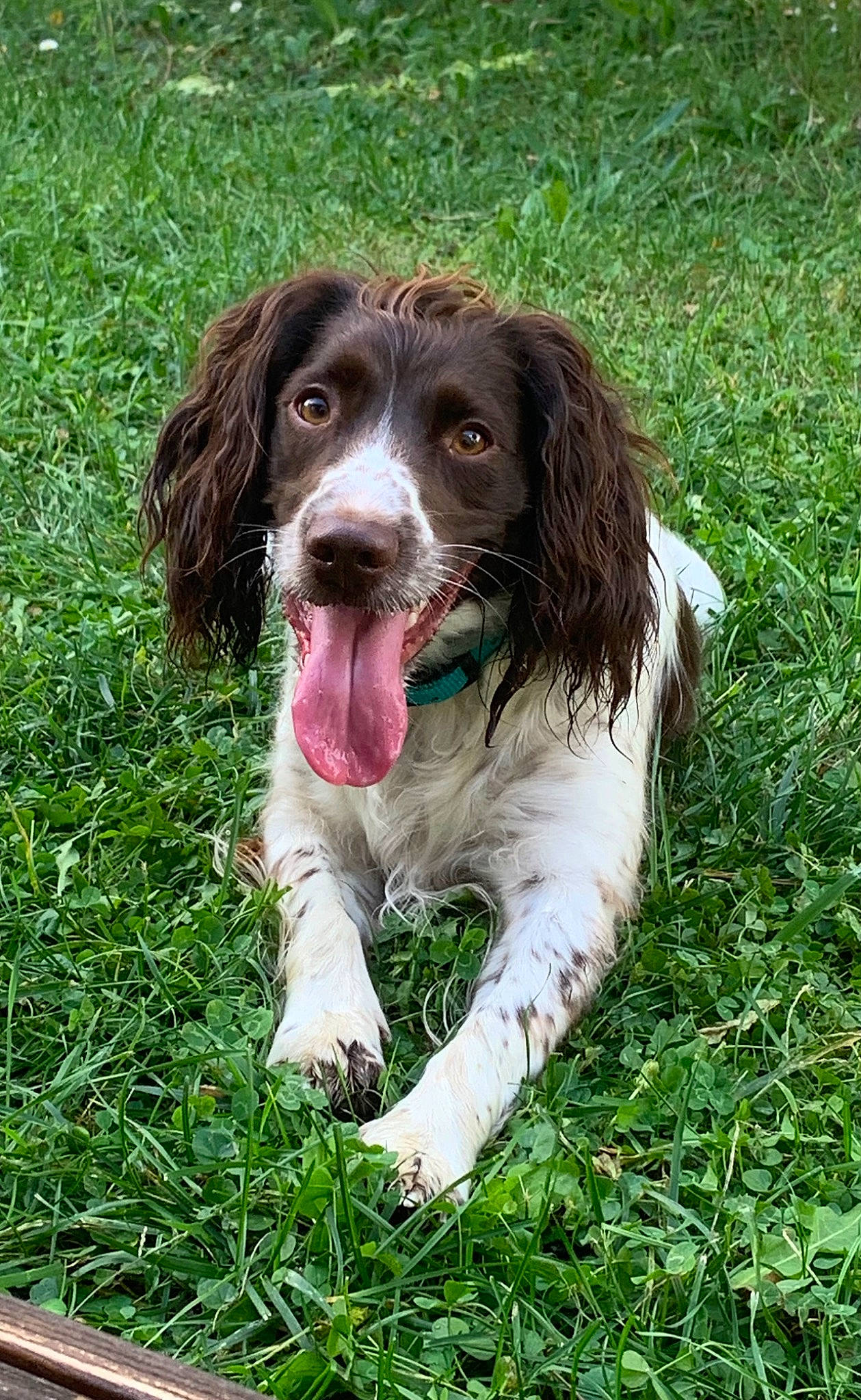 Ouna a rejoint le concours — aidez-le/la à gagner de superbes lots ! canidae, carnivore, companion_dog, dog, dog_breed, grass, gun_dog, hunting_dog, liver, snout, spaniel, sporting_group, terrestrial_animal, working_dog