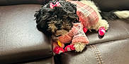 Patty-Jill is registered to the contest to win money with this photo: affenpinscher, animal, architecture, building, canine, chair, clothing, coat, couch, cushion, dog, furniture, indoors, jacket, livingroom, pet, poodle, puppy, room, terrier