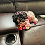 affenpinscher, animal, architecture, building, canine, chair, clothing, coat, couch, cushion, dog, furniture, indoors, jacket, livingroom, pet, poodle, puppy, room, terrier