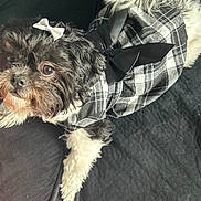 Patty-Jill is registered to the contest to win money with this photo: affenpinscher, animal, canine, chair, couch, cushion, dog, face, furniture, head, homedecor, indoors, person, pet, photography, poodle, portrait, puppy, sleeping, terrier