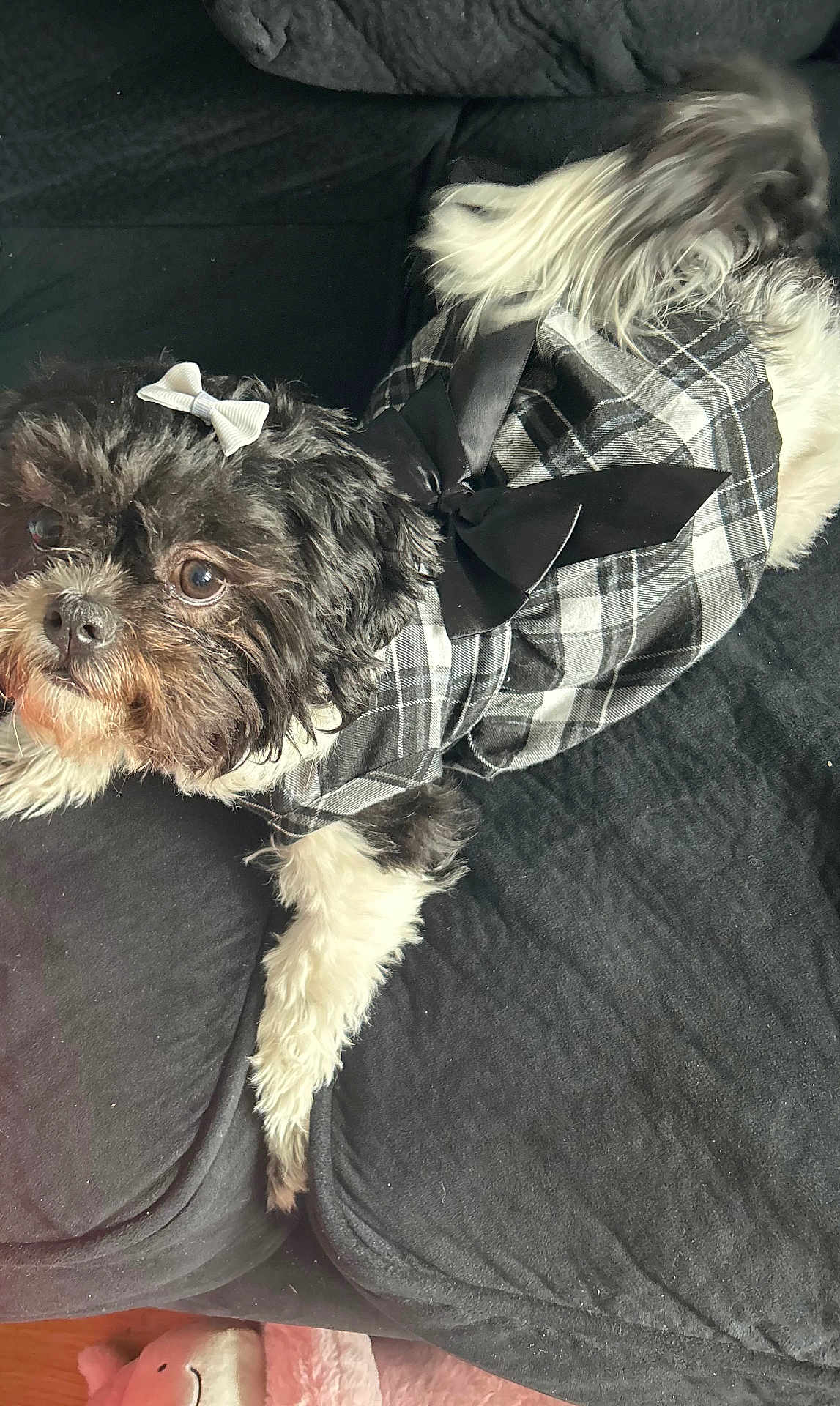 Patty-Jill is registered to the contest to win money with this photo: affenpinscher, animal, canine, chair, couch, cushion, dog, face, furniture, head, homedecor, indoors, person, pet, photography, poodle, portrait, puppy, sleeping, terrier