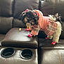 Patty-Jill joined the competition — help win amazing prizes! affenpinscher, animal, architecture, blanket, building, canine, couch, cushion, dog, electronics, furniture, homedecor, indoors, livingroom, pet, poodle, puppy, remotecontrol, room, terrier
