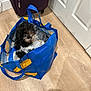 Patty-Jill joined the competition — help win amazing prizes! accessories, animal, bag, baggage, canine, cat, dog, dogbed, handbag, hardwood, kitten, pet, plastic, plasticbag, puppy, shoppingbag, stainedwood, terrier, totebag, wood