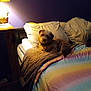 bed, blanket, comfort, cozy, dog, domestic, home_interior, indoor, lamp, nightstand, pillow, purple_wall, relaxed_pet, resting, scruffy_dog, sleeping_area, small_dog, soft_lighting, towel, wooden_furniture