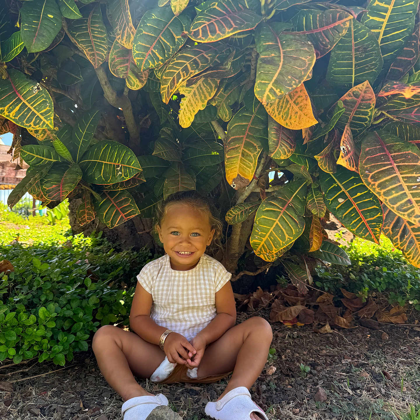 Aaliyah Mahuka-Ramos is registered to the contest to win money with this photo: bush, casual, child, face, footwear, grass, greenery, happy, leaves, nature, outdoor, person, plaid_clothing, rocks, sitting, skin, smiling, sunlight, toddler, young