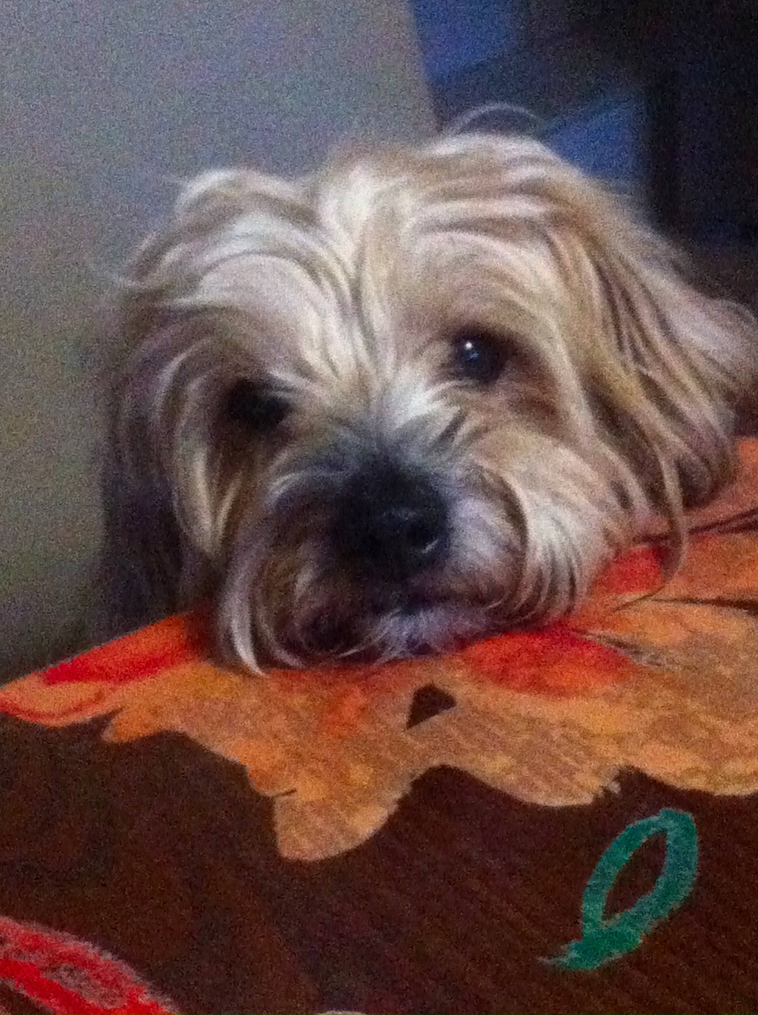 Pilou participe au concours pour gagner de l'argent avec cette photo : biewer_terrier, canidae, carnivore, companion_dog, dog, dog_breed, flooring, fur, hardwood, liver, maltepoo, puppy_love, small_terrier, snout, sporting_group, terrier, toy_dog, water_dog, wood, wood_stain