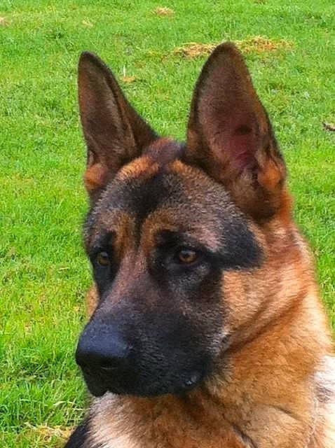 Hanna a rejoint le concours — aidez-le/la à gagner de superbes lots ! ancient_dog_breeds, canidae, carnivore, companion_dog, dog, dog_breed, eye, fawn, german_shepherd_dog, grass, herding_dog, plant, snout, sporting_group, terrestrial_animal, working_animal, working_dog