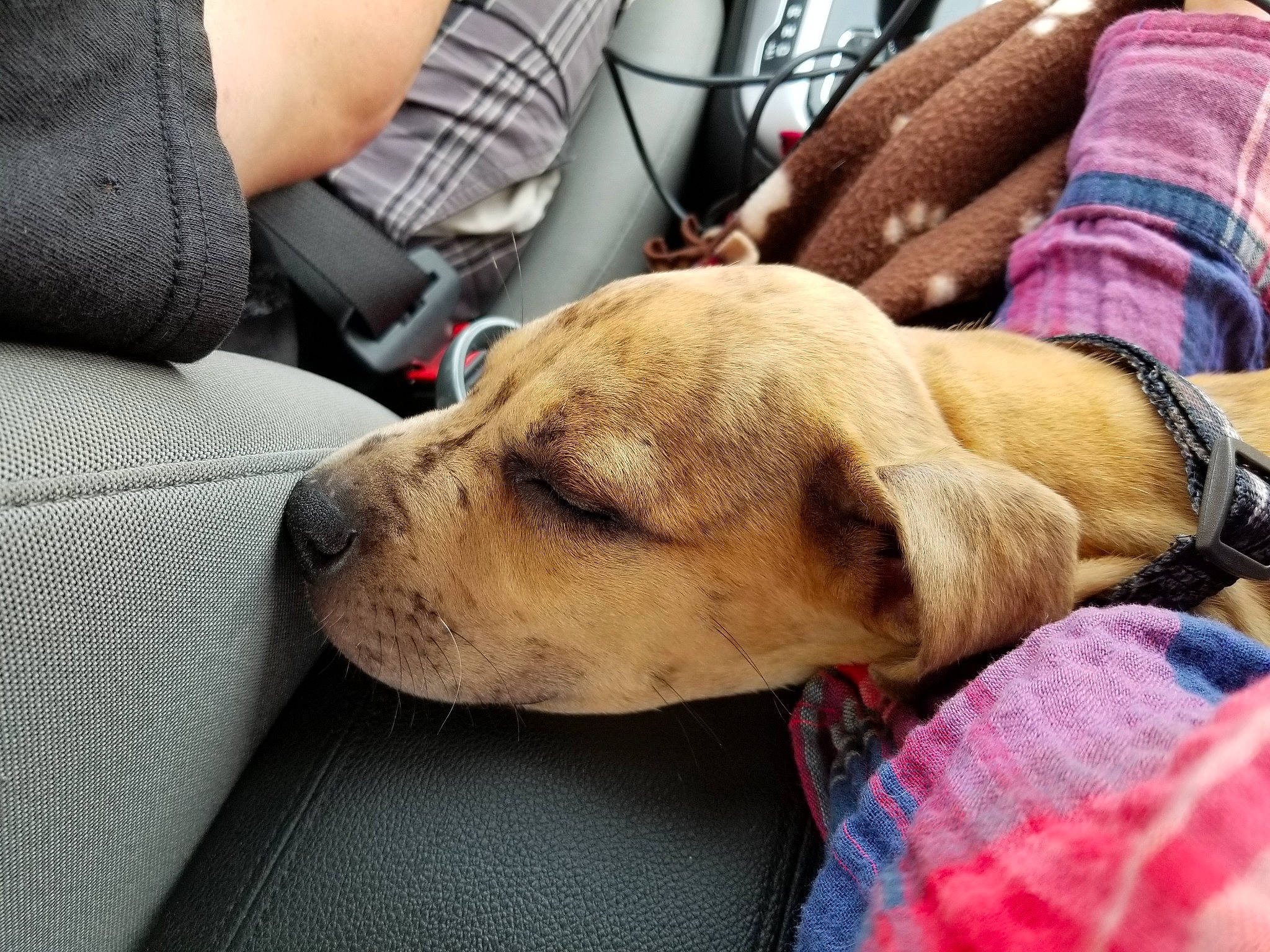 Kane is registered to the contest to win money with this photo: american_pit_bull_terrier, black_mouth_cur, bullmastiff, canidae, carnivore, companion_dog, dog, dog_breed, fawn, mammal, nap, non_sporting_group, pit_bull, puppy_love, sleep, snout, sporting_group, vertebrate