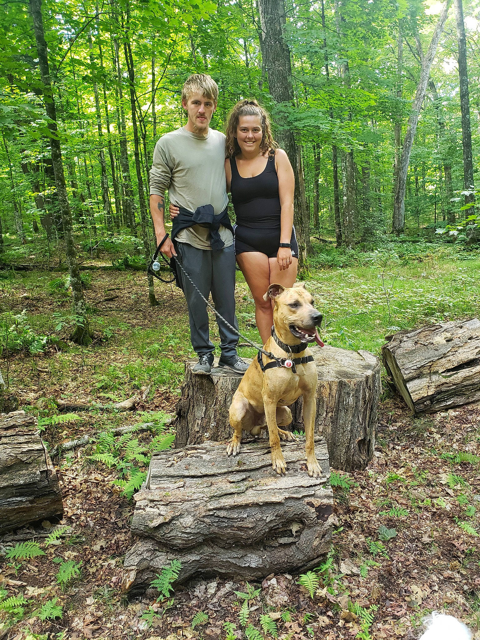 Kane is registered to the contest to win money with this photo: adventure, american_staffordshire_terrier, canidae, carnivore, dog, dog_breed, dog_hiking, dog_walking, fawn, forest, hiking, mountain_cur, old_growth_forest, perro_de_presa_canario, perro_de_presa_mallorquin, recreation, trail, tree, walking, woodland