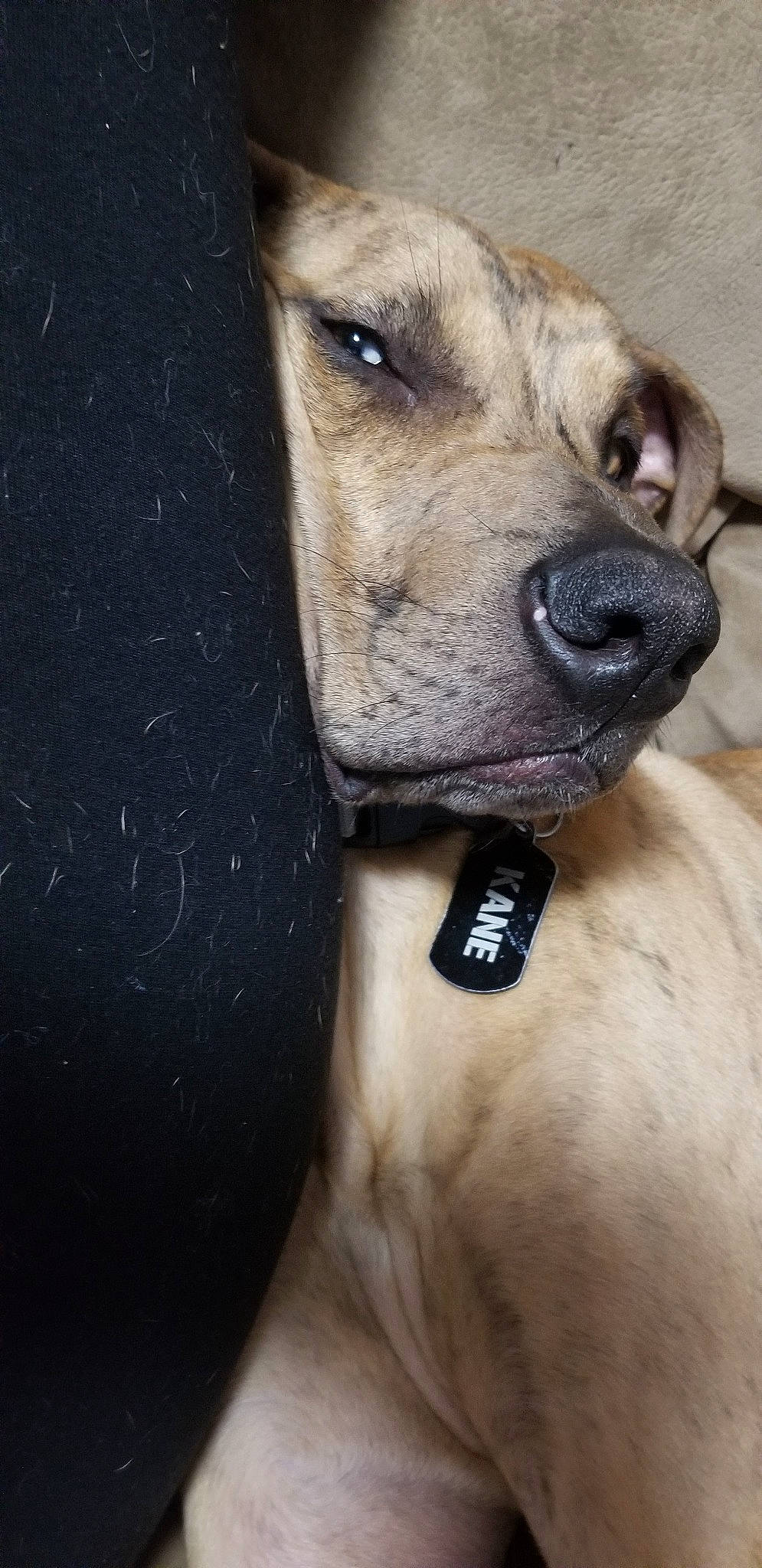 Kane joined the competition — help win amazing prizes! black_mouth_cur, canidae, carnivore, dog, dog_breed, fawn, great_dane, greyhound, lurcher, nose, rhodesian_ridgeback, sloughi, snout, whippet, whiskers