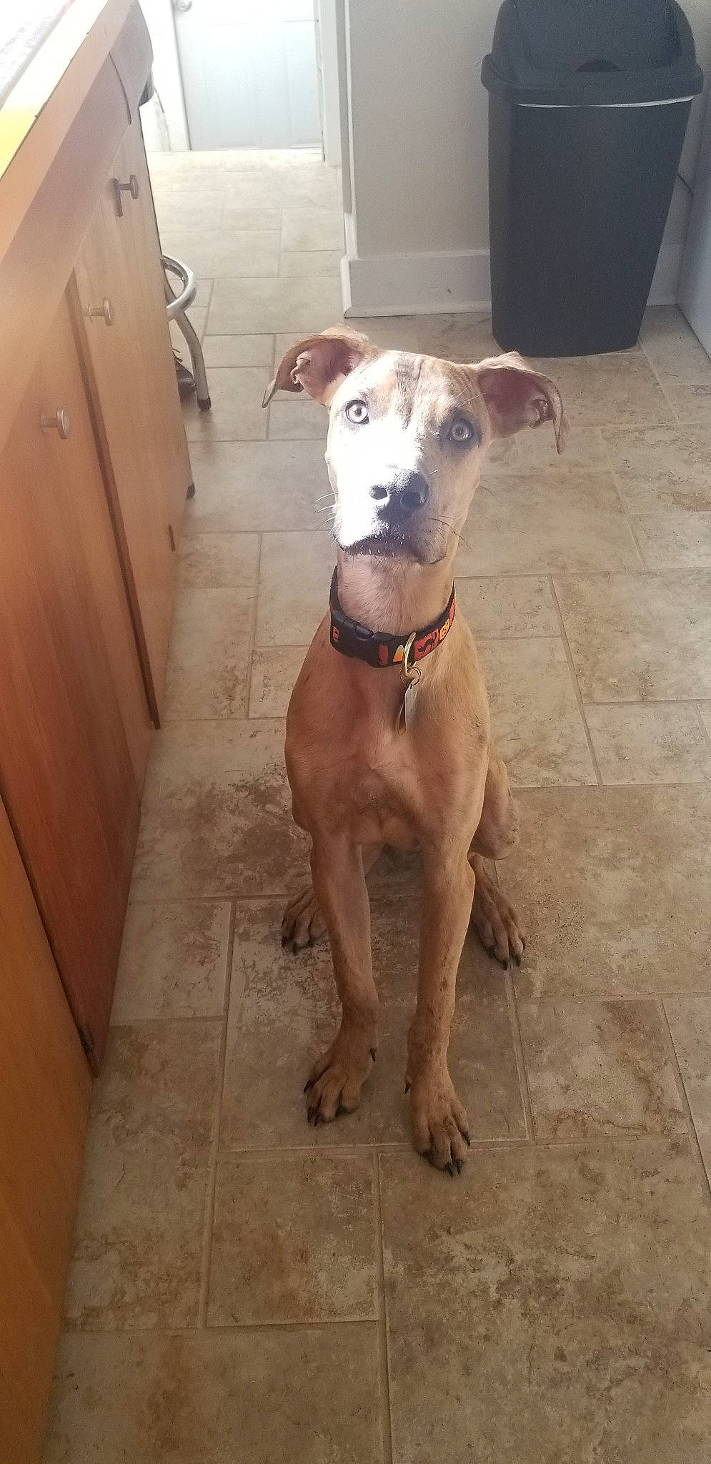 Kane joined the competition — help win amazing prizes! american_pit_bull_terrier, canidae, carnivore, chippiparai, dog, dog_breed, fawn, greyhound, mammal, non_sporting_group, rare_breed_dog, snout, vertebrate