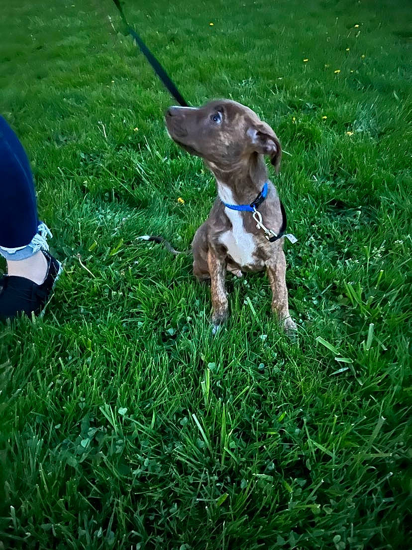 Otis joined the competition — help win amazing prizes! carnivore, collar, companion_dog, dog, dog_breed, dog_collar, electric_blue, fawn, grass, grassland, groundcover, lawn, leash, liver, plant, snout, sporting_group, tail, terrestrial_animal, working_animal