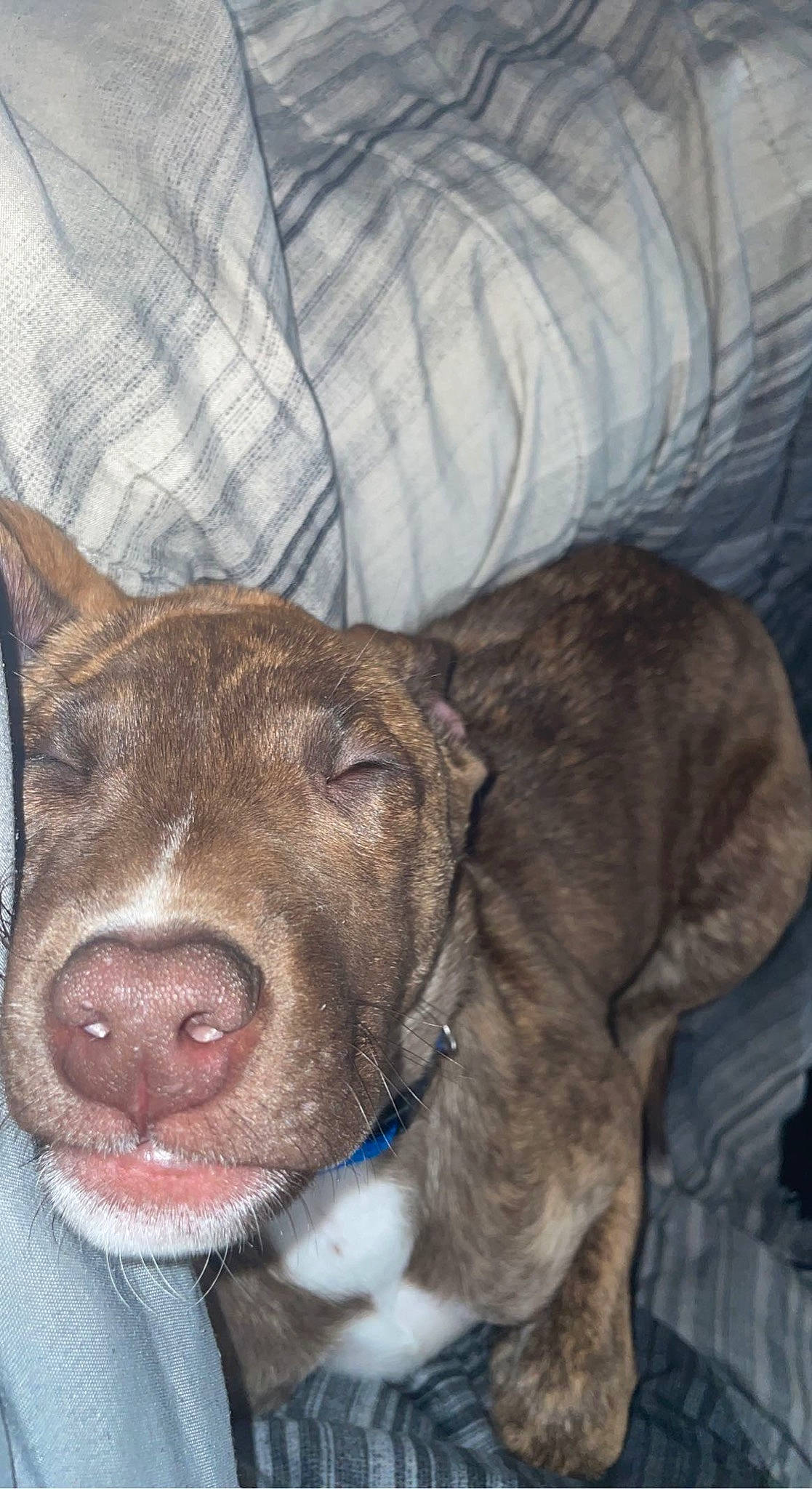 Otis is registered to the contest to win money with this photo: canidae, carnivore, collar, companion_dog, dog, dog_breed, dog_collar, ear, fawn, fur, guard_dog, jaw, liver, pet_supply, snout, sporting_group, tail, whiskers, working_animal, wrinkle