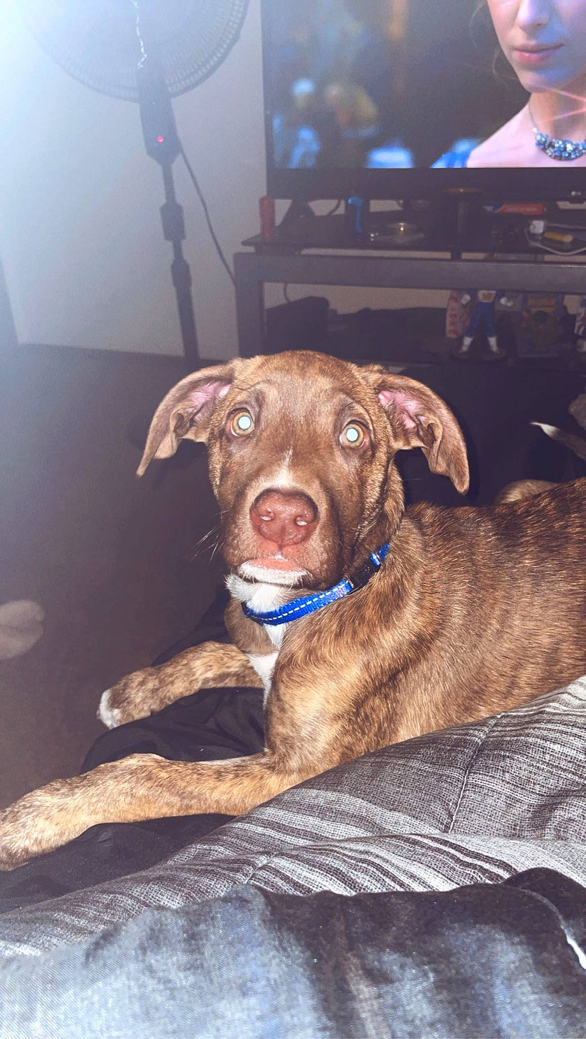 Otis joined the competition — help win amazing prizes! canidae, carnivore, chair, collar, companion_dog, computer_keyboard, dog, dog_breed, dog_collar, fawn, flooring, fur, guard_dog, liver, mat, snout, sporting_group, television, whiskers, working_animal