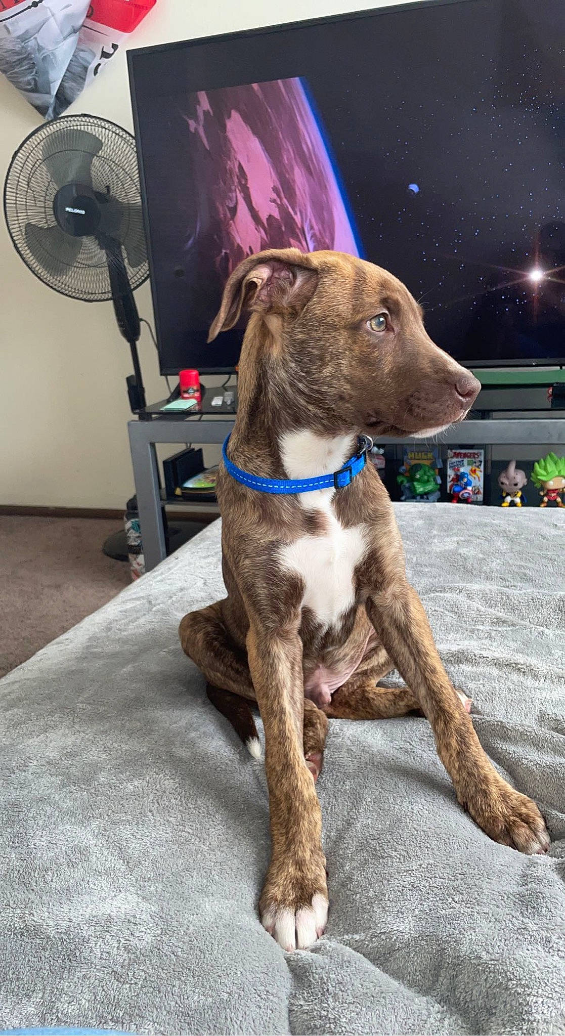 Otis joined the competition — help win amazing prizes! canidae, carnivore, collar, companion_dog, dog, dog_breed, dog_collar, dog_supply, fawn, fur, leash, liver, pet_supply, sighthound, snout, sporting_group, tail, treeing_tennessee_brindle, whiskers, working_animal