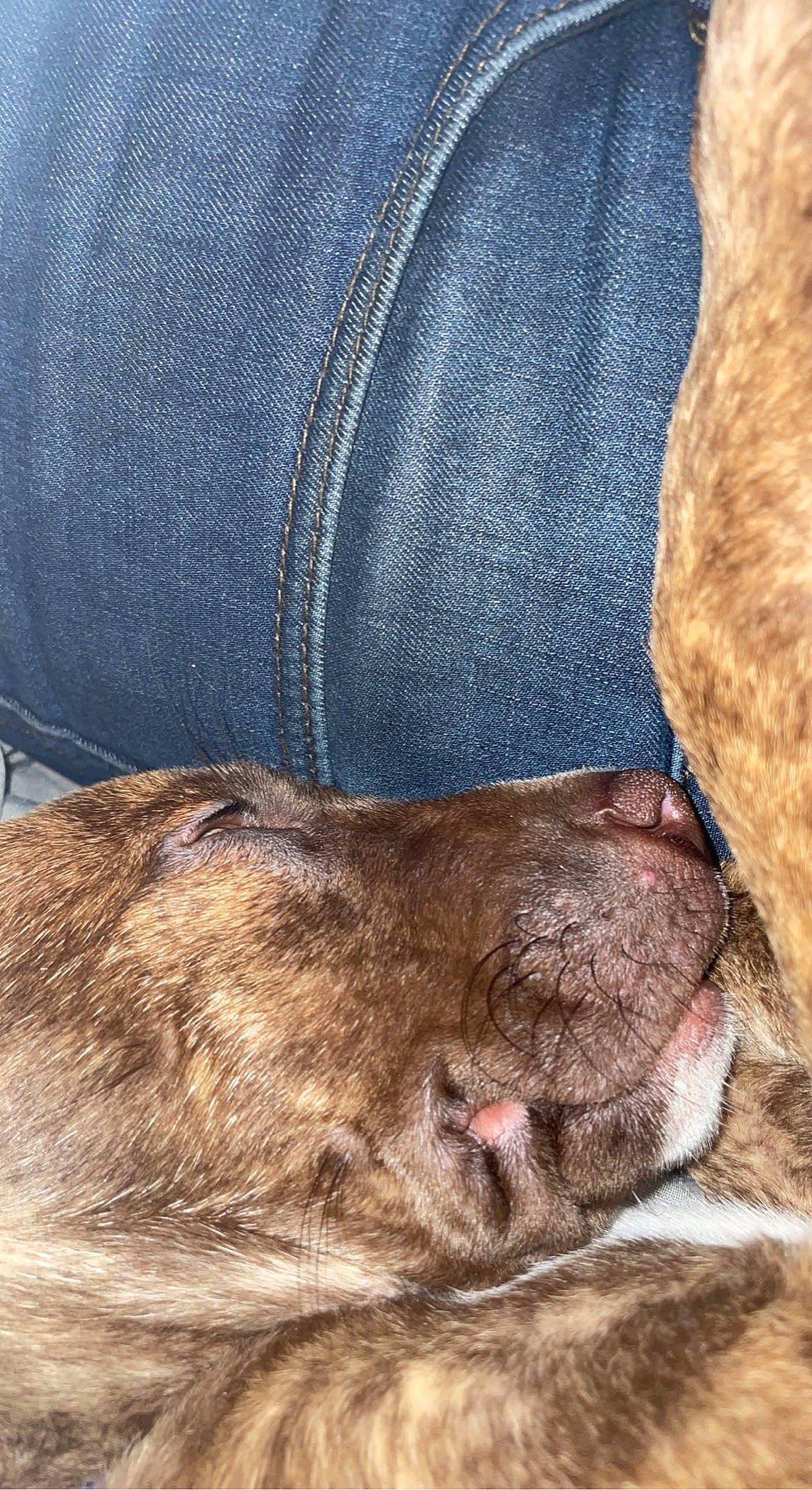 Otis joined the competition — help win amazing prizes! carnivore, comfort, companion_dog, dog, dog_breed, electric_blue, fawn, felidae, foot, human_leg, linens, liver, small_to_medium_sized_cats, snout, sporting_group, terrestrial_animal, textile, whiskers, working_animal, wrinkle