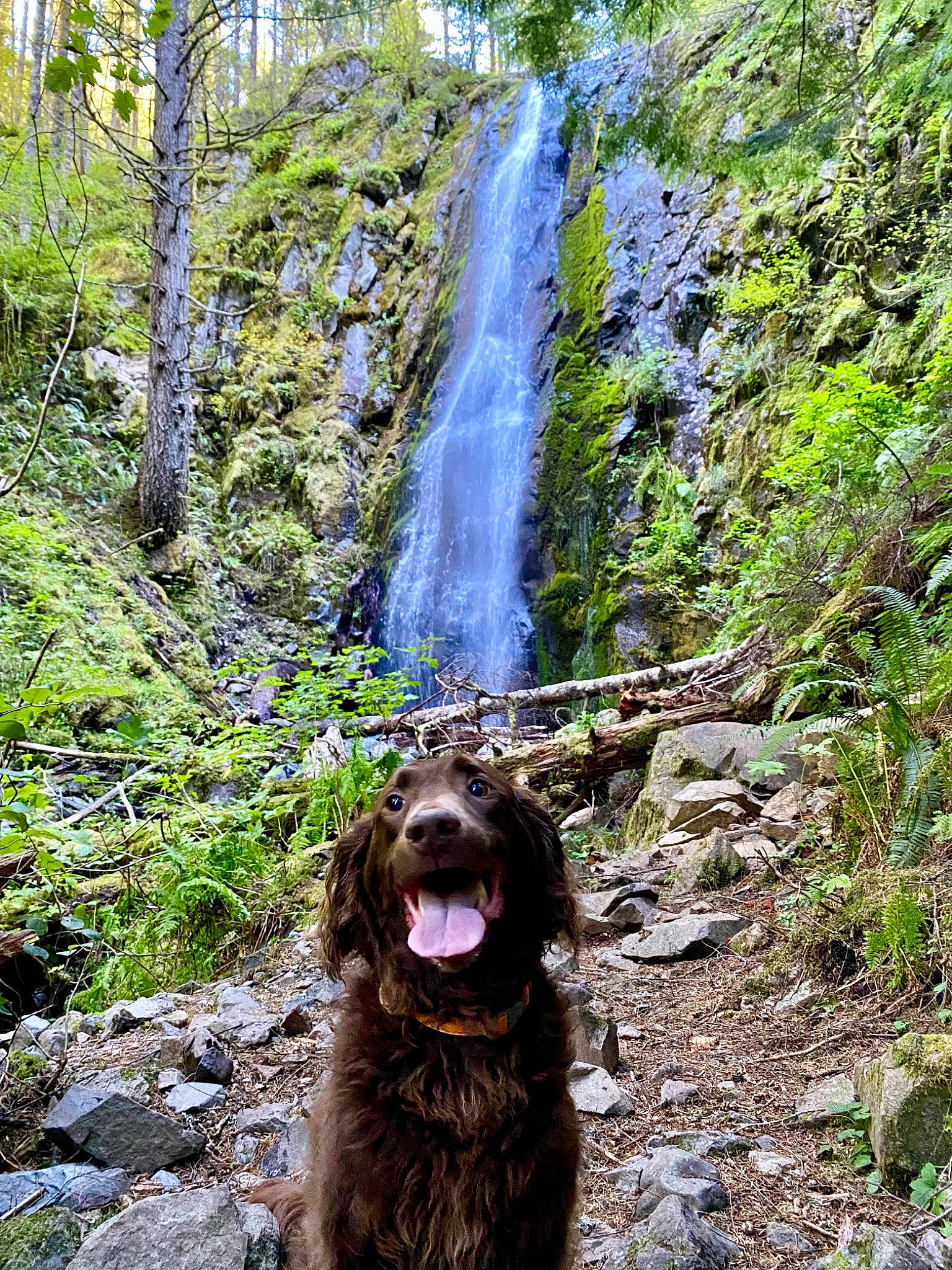 Charlie joined the competition — help win amazing prizes! carnivore, chute, companion_dog, dog, dog_breed, fluvial_landforms_of_streams, forest, liver, natural_landscape, plant, spring, stream, terrestrial_plant, tree, trunk, water, water_dog, water_feature, waterfall, working_animal