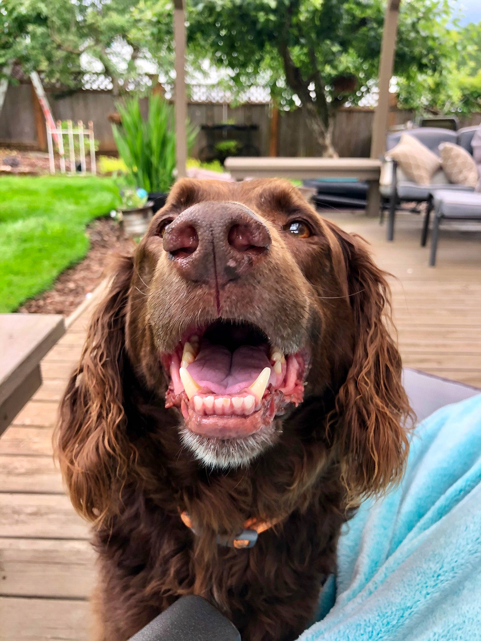 Charlie is registered to the contest to win money with this photo: canidae, carnivore, cocker_spaniel, companion_dog, dog, dog_breed, dog_collar, fang, fur, gun_dog, liver, plant, retriever, snout, spaniel, sporting_group, tree, working_animal, working_dog, yawn