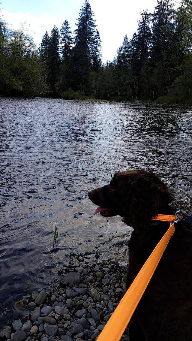 Charlie is registered to the contest to win money with this photo: bank, boats_and_boating_equipment_and_supplies, calm, carnivore, collar, dog, dog_breed, dog_collar, lacustrine_plain, lake, plant, recreation, reflection, reservoir, sky, tree, water, water_resources, watercourse, working_animal