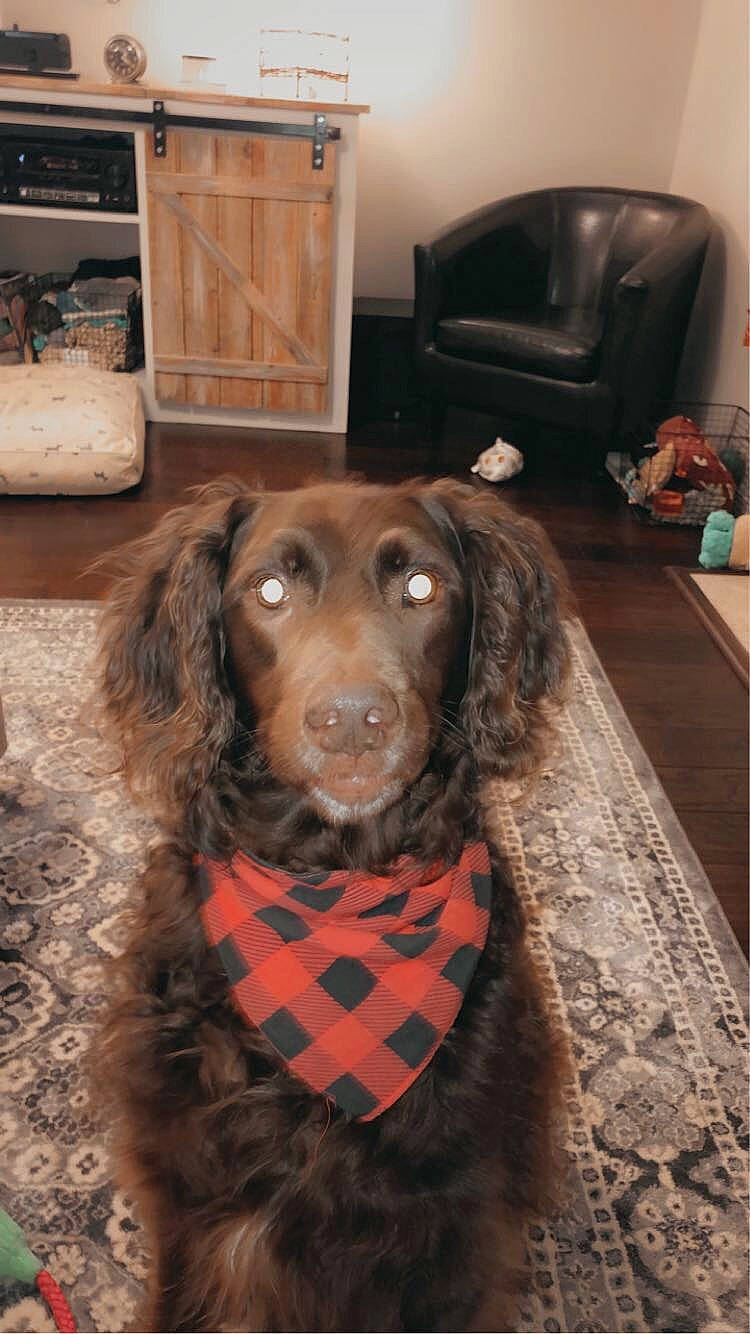 Charlie is registered to the contest to win money with this photo: brown, cabinetry, carnivore, cocker_spaniel, collar, companion_dog, dog, dog_breed, fawn, flooring, fur, hardwood, liver, mammal, snout, spaniel, sporting_group, whiskers, wood, working_animal