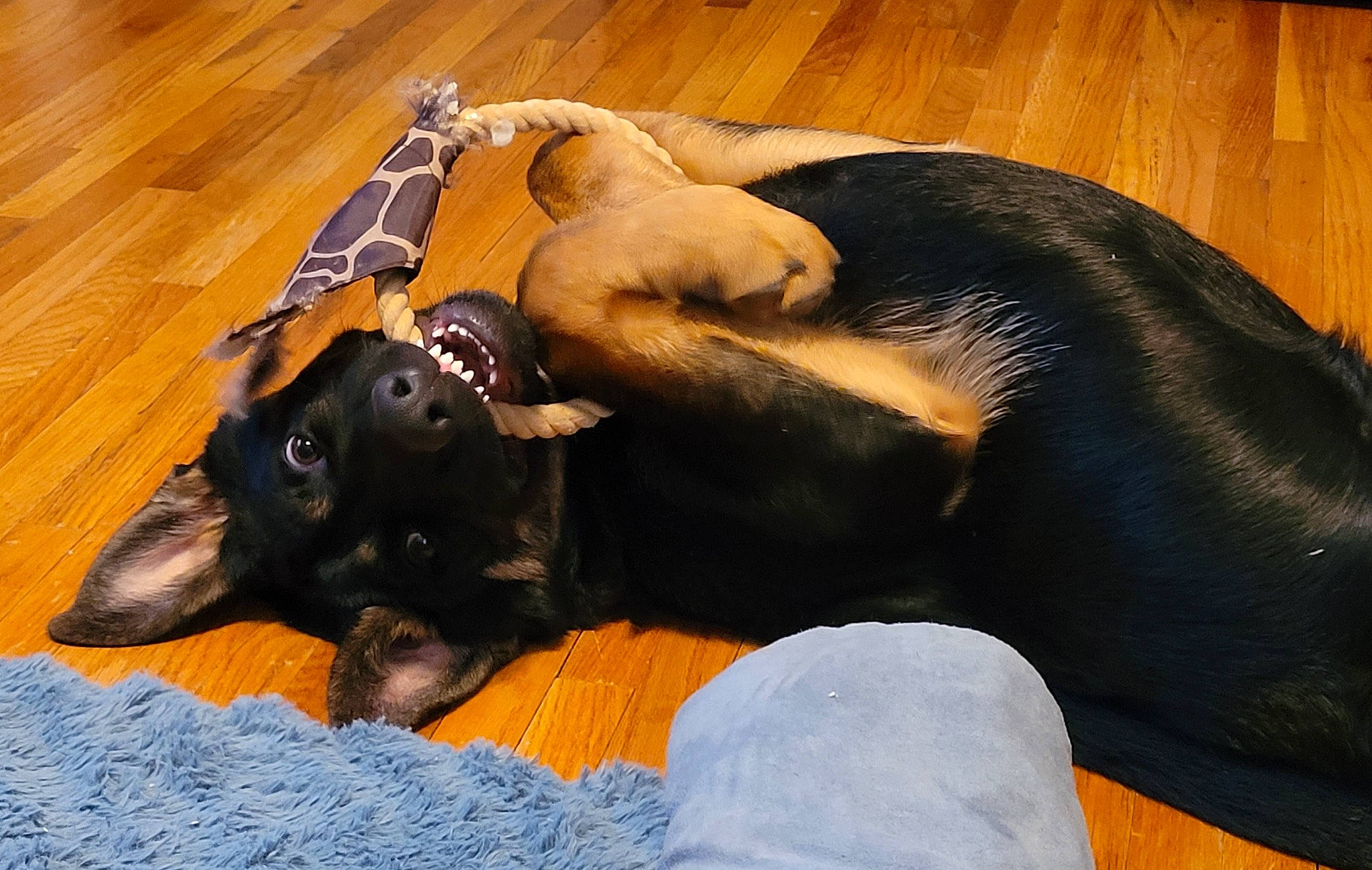 Suvi joined the competition — help win amazing prizes! bed, carnivore, comfort, companion_dog, couch, dog, dog_breed, dog_supply, fawn, fur, guard_dog, hardwood, montenegrin_mountain_hound, pinscher, snout, tail, toy_dog, whiskers, wood, working_animal