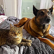 Jvolky a rejoint le concours — aidez-le/la à gagner de superbes lots ! cat, dog, tabby_cat, brown_dog, pets, animal, bed, bedroom, blanket, quilt, indoor, portrait, close_up, lying_down, sitting, ears, whiskers, fur, carousel_horse, home_decor