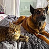 cat, dog, tabby_cat, brown_dog, pets, animal, bed, bedroom, blanket, quilt, indoor, portrait, close_up, lying_down, sitting, ears, whiskers, fur, carousel_horse, home_decor