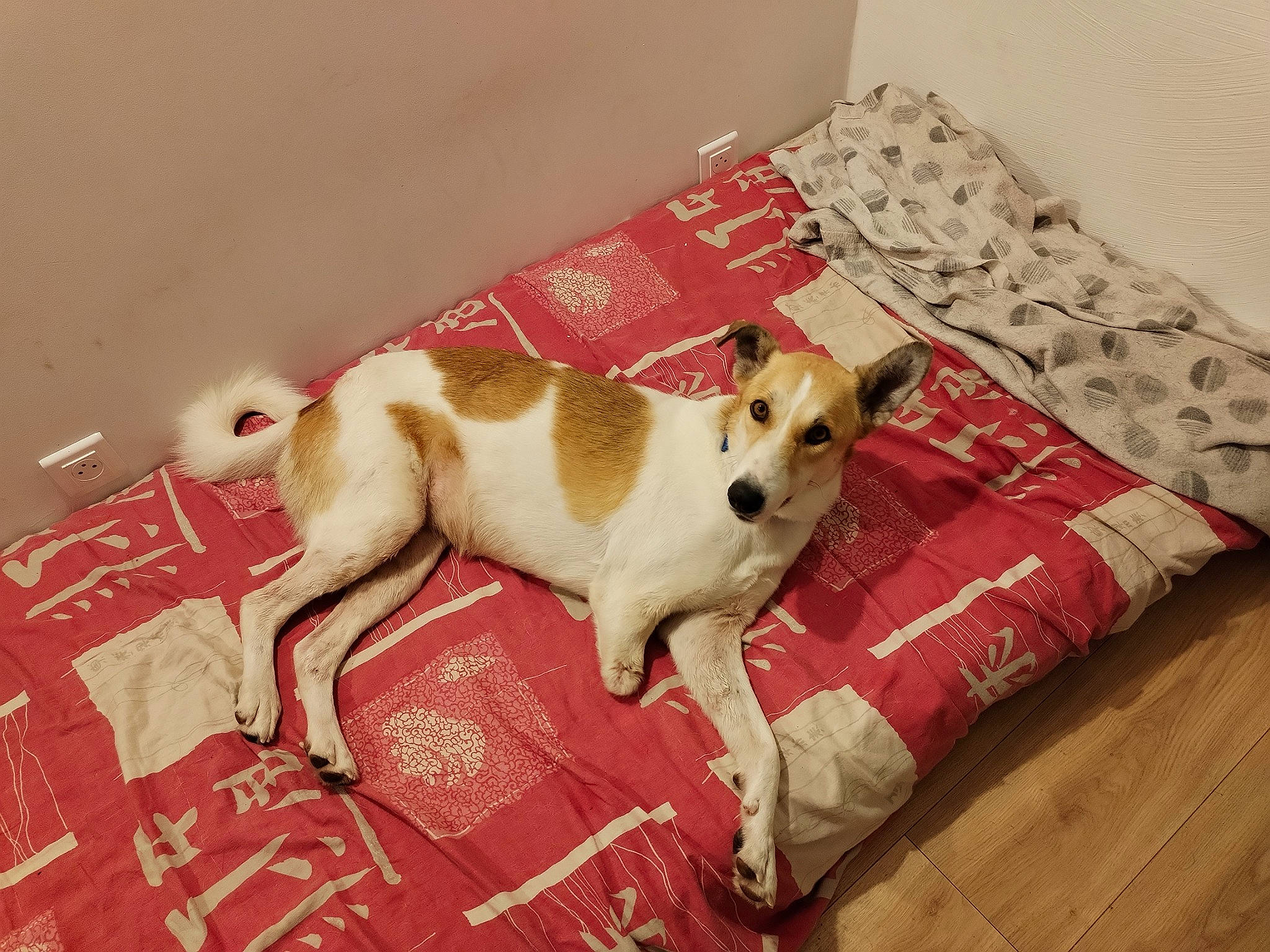 Honey a rejoint le concours — aidez-le/la à gagner de superbes lots ! canidae, carnivore, collar, comfort, companion_dog, dog, dog_breed, dog_supply, fawn, flooring, fur, hardwood, linens, paw, pet_supply, sporting_group, tail, terrestrial_animal, wood, working_animal