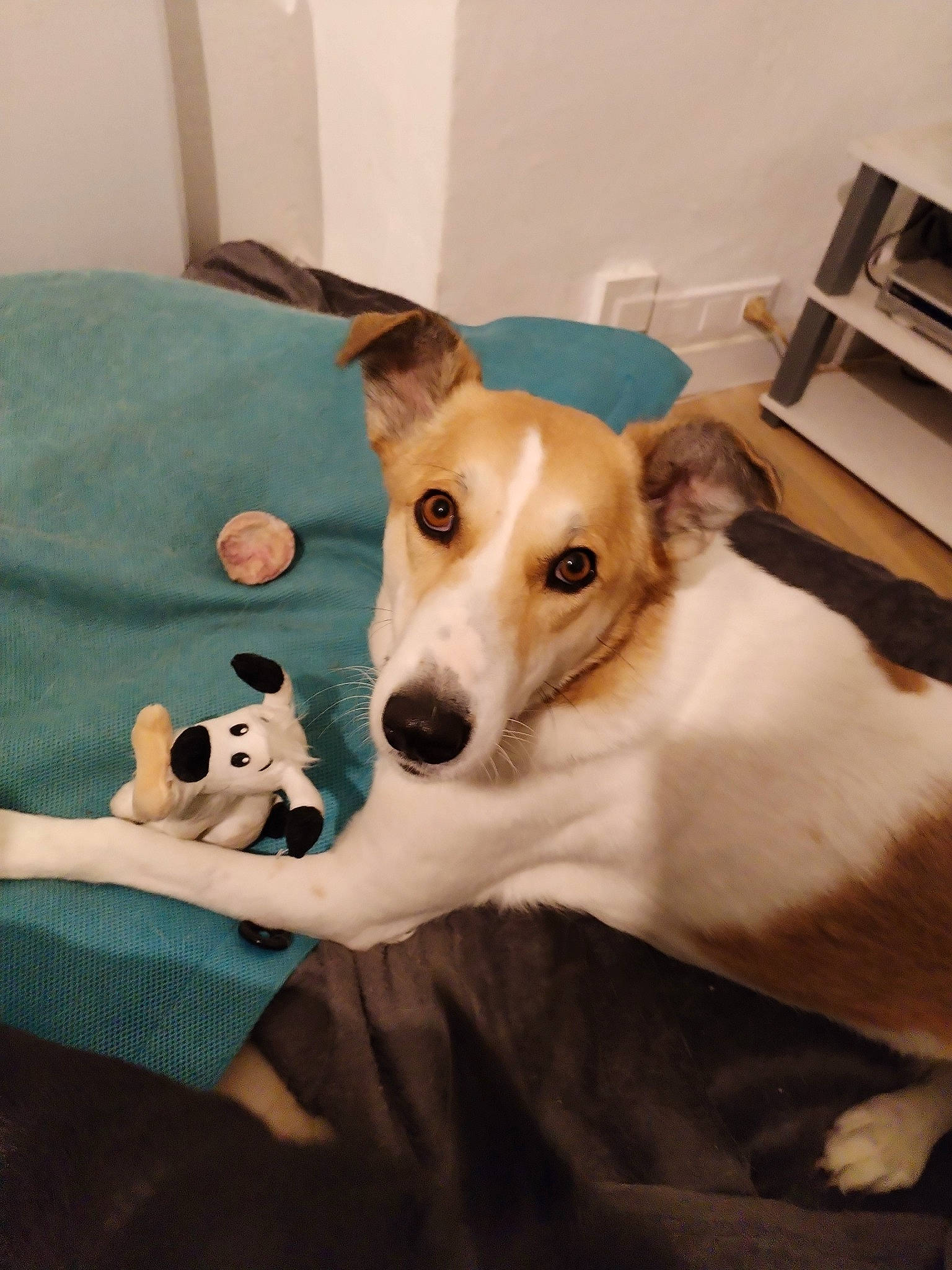 Honey participe au concours pour gagner de l'argent avec cette photo : ancient_dog_breeds, carnivore, collar, comfort, companion_dog, dog, dog_breed, dog_supply, fawn, fur, paw, whiskers, working_animal