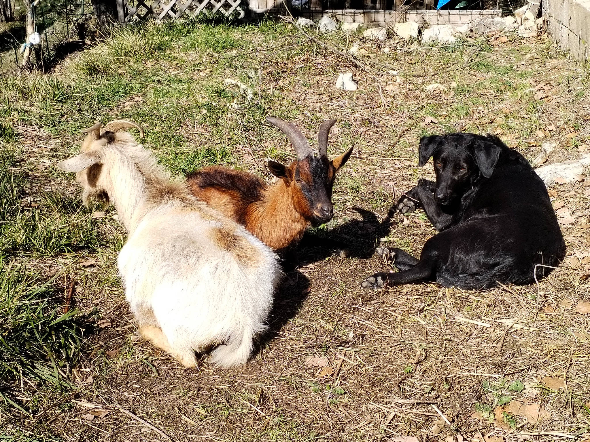 Eden participe au concours pour gagner de l'argent avec cette photo : canidae, cow_goat_family, dog_breed, event, fawn, feral_goat, fur, goat, goat_antelope, goats, grass, herd, livestock, pasture, plant, snout, tail, terrestrial_animal, wildlife