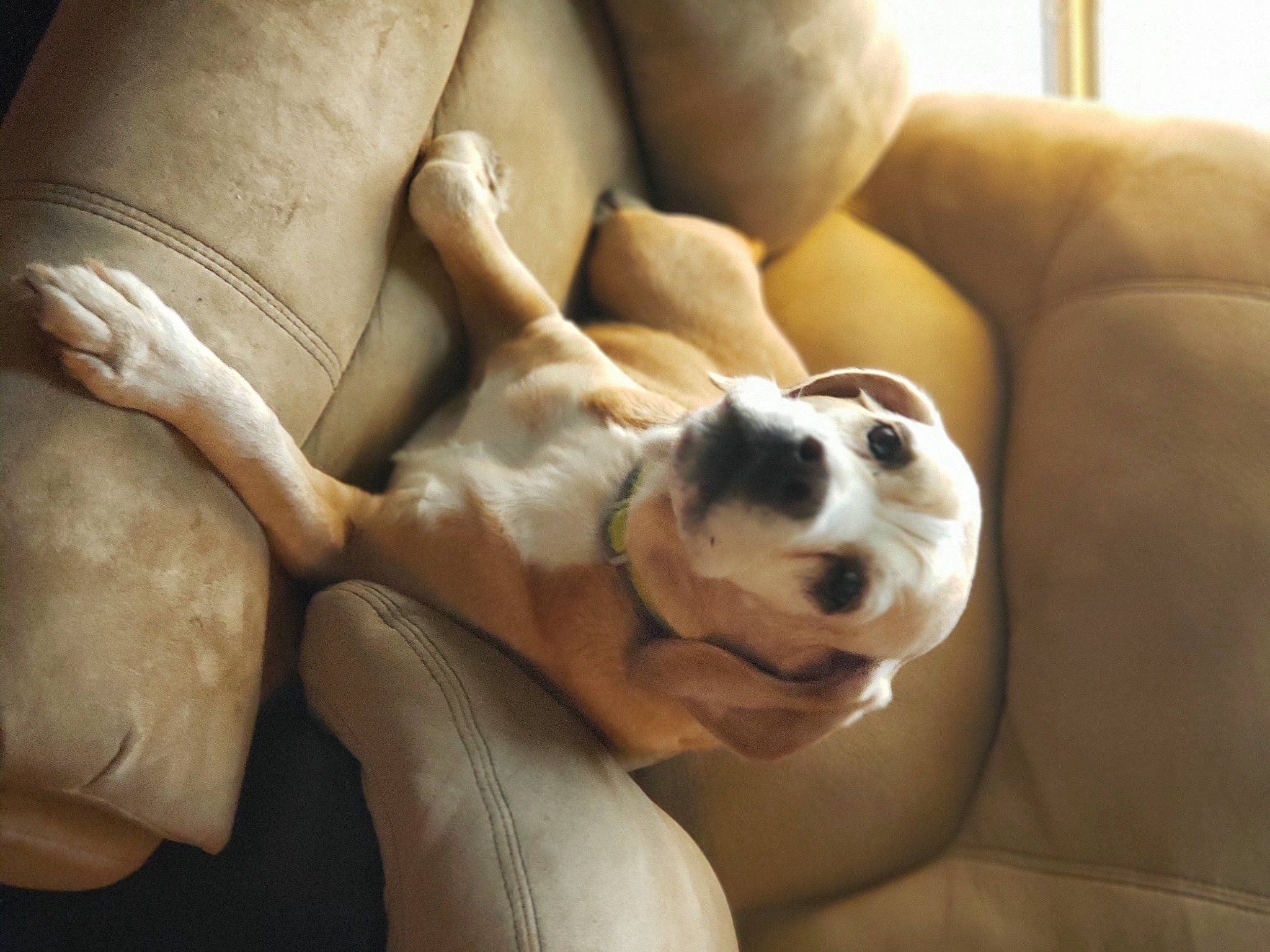 Caboose is registered to the contest to win money with this photo: canidae, carnivore, comfort, companion_dog, dog, dog_breed, fawn, muscle, non_sporting_group, paw, puppy, puppy_love, skin, sporting_group