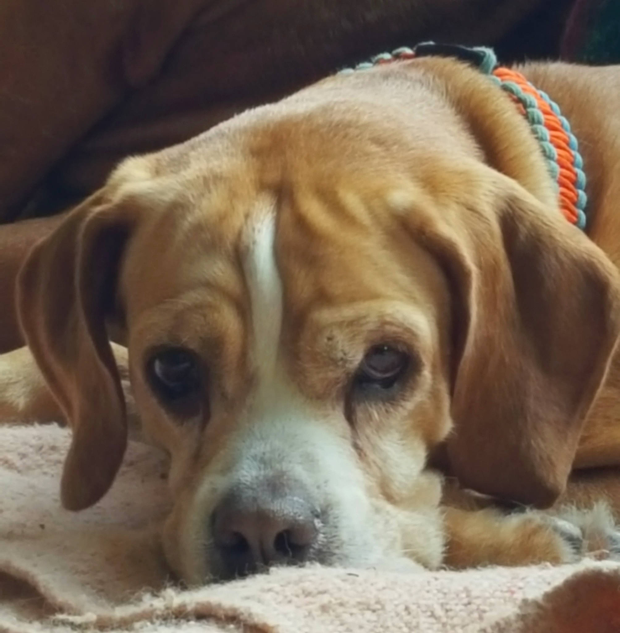 Caboose joined the competition — help win amazing prizes! beagador, canidae, carnivore, companion_dog, dog, dog_breed, ear, eye, fawn, mammal, nose, portuguese_pointer, puggle, puppy, puppy_love, rare_breed_dog, snout, sporting_group, vertebrate, whiskers